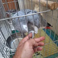 کاسکو گمشده|حیوانات|نهاوند, |دیوار