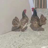 خروس سبرایت