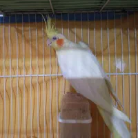 عروس‌هلندی‌