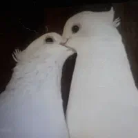 فروش تعداری کفتر نرو ماده یک دست.
