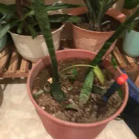 ۲۰عدد گل به همراه استند نگهدارنده|گل و گیاه طبیعی|سهند, |دیوار