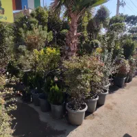 فروش درخت و گل و گیاه|گل و گیاه طبیعی|شیراز, گویم|دیوار