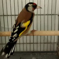 سهره سیاهسر|پرنده|تهران, دربند|دیوار