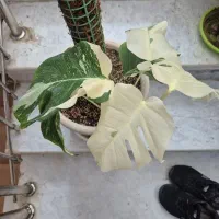 مانسترا. برگ انجیری ابلق