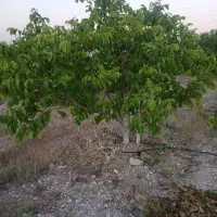 زمین-مناسب-باغ-شهری-دشت-ارژن