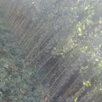 فروش نهال صنوبر