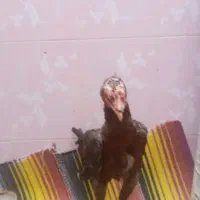 جوجه یا خروس لاری|حیوانات مزرعه|کلاله, |دیوار