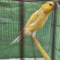 قناری سوپر نر بلند کشیده درشت|پرنده|خرمدره, |دیوار