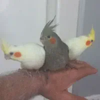 جوجه عروس هلندی یک ماهه