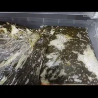 سبزی خورشتی امسال