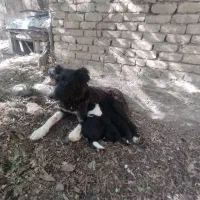 واگذاری سگ ماده قهدریجانی با 3 توله درجه یک