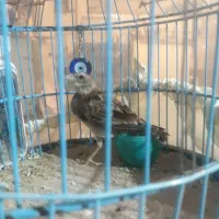 پرنده|پرنده|گلپایگان, |دیوار