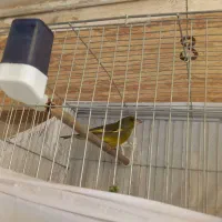 سهره