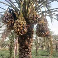انجام تمام کارهای مربوط به نخل|خدمات باغبانی و درختکاری|اهواز, کوی طلاب|دیوار