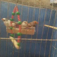 فنچ نروماده وبچه اش