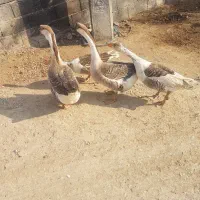 قوغاز|حیوانات مزرعه|گنبد کاووس, |دیوار