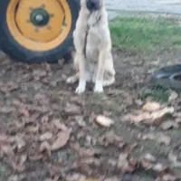 ماده|سگ|بیله سوار, |دیوار