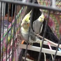 یک جفت عروس هلندی عتیقه|پرنده|ایرانشهر, |دیوار