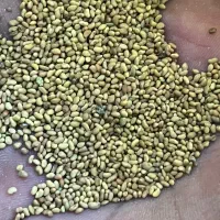 بذر یونجه همدانی