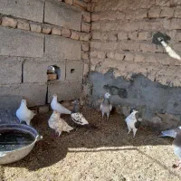 کفتر|پرنده|رضویه, |دیوار