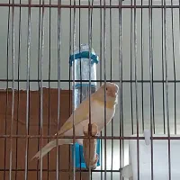 قناری ریزه خوان موزاییکی|پرنده|کبودرآهنگ, |دیوار