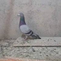 کفتر یا کبوتر