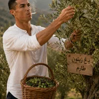 زیتون سبز
