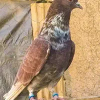 کبوتر اصیل علی اباد