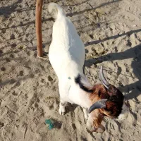 بز نر خوب|حیوانات مزرعه|کهیر, |دیوار