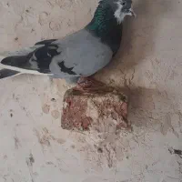 کبوتر شازده