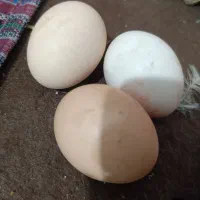 تخم مرغ محلی