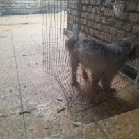 سگ شیتزو|سگ|امیدیه, |دیوار