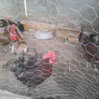 خروس و دیگون اصلی خاگینه