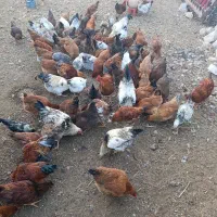 مرغ و خروس|حیوانات مزرعه|فیرورق, |دیوار