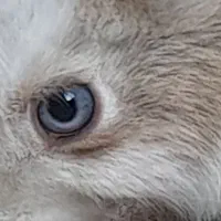 خرگوش نازو باتربیت|موش و خرگوش|بیرجند, |دیوار