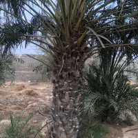 زمین تجاری کارگاهی اصلی تنگک سوم