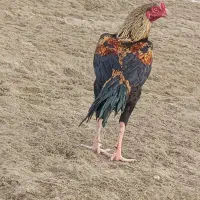 خروس