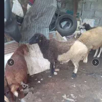 قصاب سیار شبانه روزی با کمترین قیمت