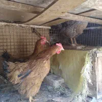 مرغ خروس|حیوانات مزرعه|خمینی‌شهر, |دیوار