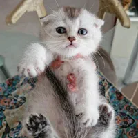 حیوانات آموزش دیده