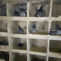 کفتر مسافتی بوم ندیده ازنژاد اصلی|پرنده|قم, نوبهار|دیوار