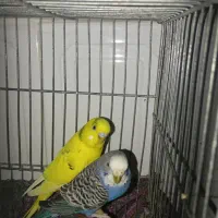 یک جفت مرغ عشق