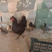 مرغ وجوجه|حیوانات مزرعه|کوهدشت, |دیوار