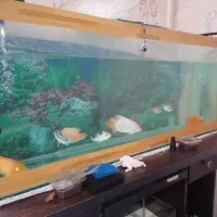 2 عدد آکواریوم بزرگ فروشی