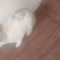 خرگوش