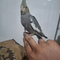 عروس هلندی|پرنده|سجاس رود, |دیوار