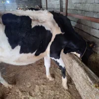 گاو هولشتاین 3ماه حامله|حیوانات مزرعه|چوبر, |دیوار