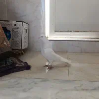 نر مست،کله برنجی،غریب،پرش سنگین،فقط یه تومن