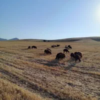 بره ماده داشتی