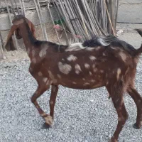 بز پاکستانی